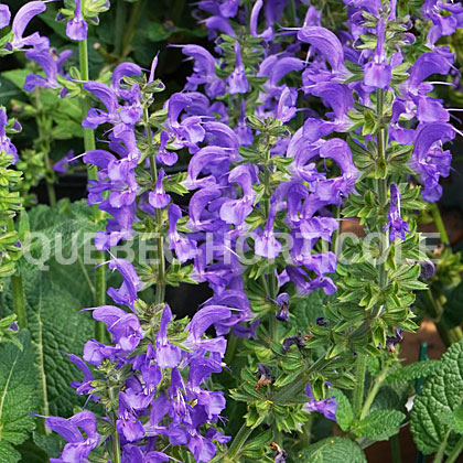 image de Salvia Fashionista® Midnight Model