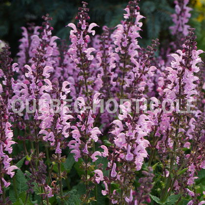 image de Salvia Color Spires® Pink Dawn