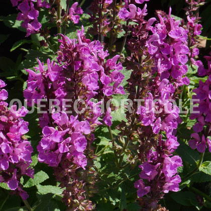 image de Salvia nemorosa Rose Marvel