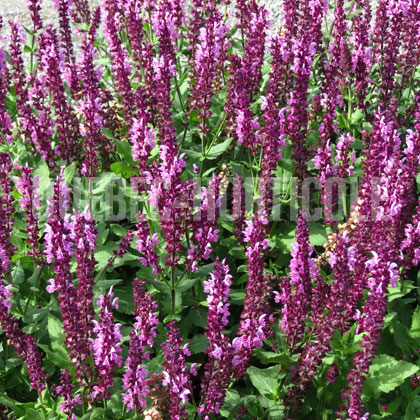 image de Salvia nemorosa Swifty™ Deep Rose