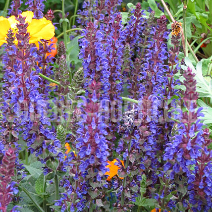 image de Salvia nemorosa Violet Riot