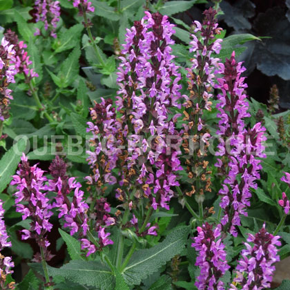 image de Salvia nemorosa Bumbleberry