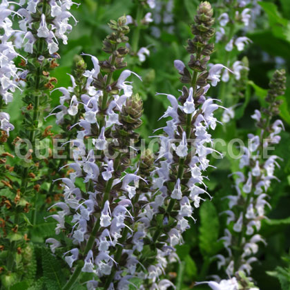 image de Salvia nemorosa Bumblesky