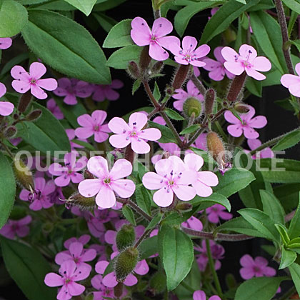 image de Saponaria ocymoides 