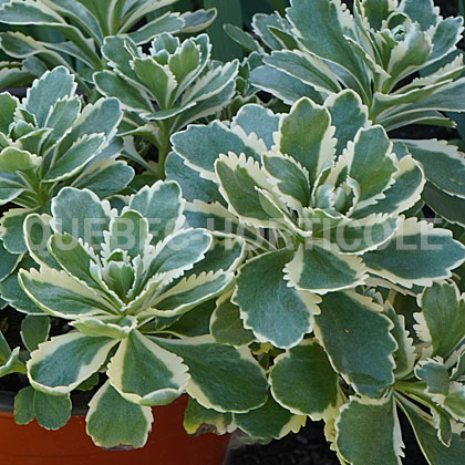 image de Sedum takesimense Atlantis™