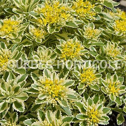 image de Sedum takesimense Atlantis™