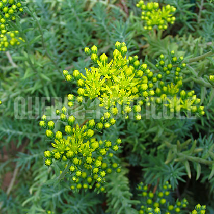 image de Sedum rupestre Blue Spruce