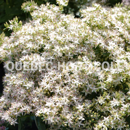 image de Sedum Rock 'N Round™ Bundle of Joy