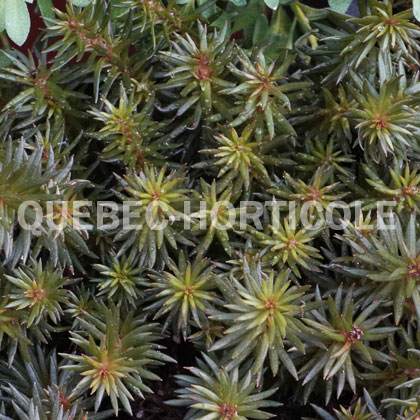 image de Sedum polytrichoides Chocolate Ball