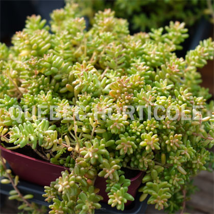 image de Sedum album Coral Carpet