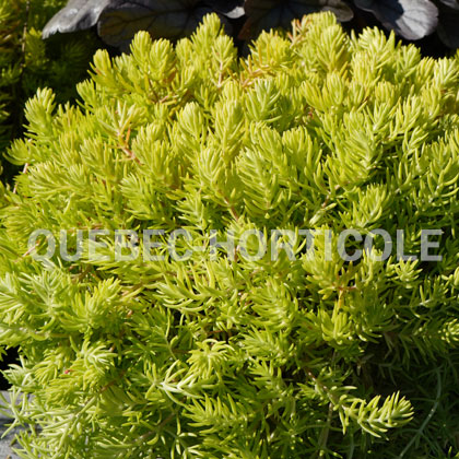 image de Sedum rupestre Lemon Ball