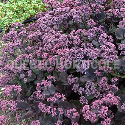 image de Sedum ussuriense Turkish Delight