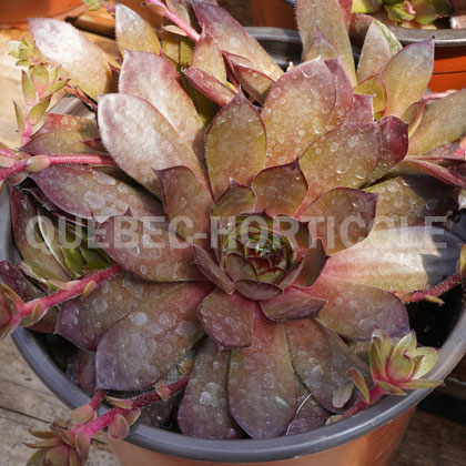 image de Sempervivum Peggy