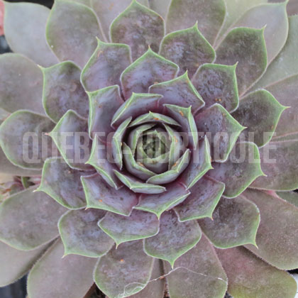 image de Sempervivum Silverine