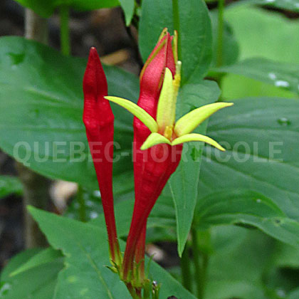 image de Spigelia marilandica 