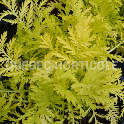 image de Tanacetum vulgare Isla Gold