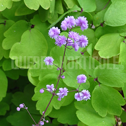 image de Thalictrum delavayi Hewitt's Double