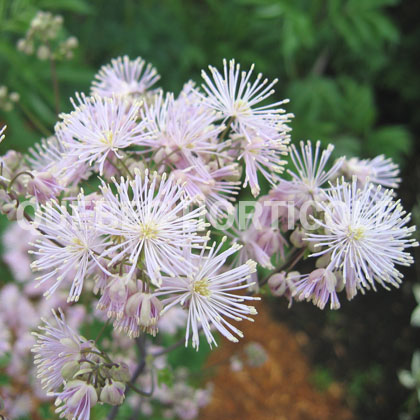 image de Thalictrum aquilegifolium 