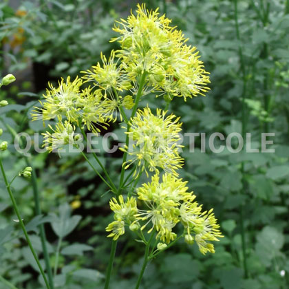 image de Thalictrum flavum 