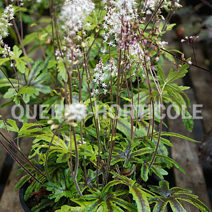 image de Tiarella Candy Striper