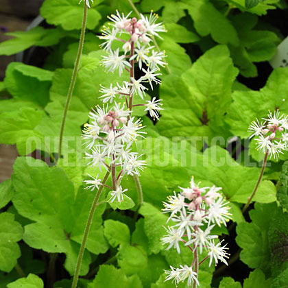 image de Tiarella Dark Star