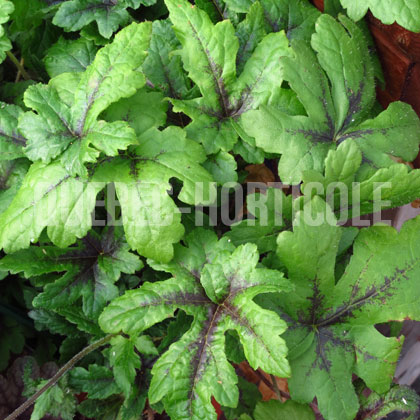 image de Tiarella Iron Butterfly