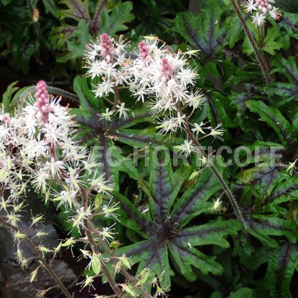 image de Tiarella Pacific Crest