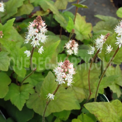 image de Tiarella wherryi 