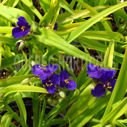 image de Tradescantia x Sweet Kate (Blue and Gold)