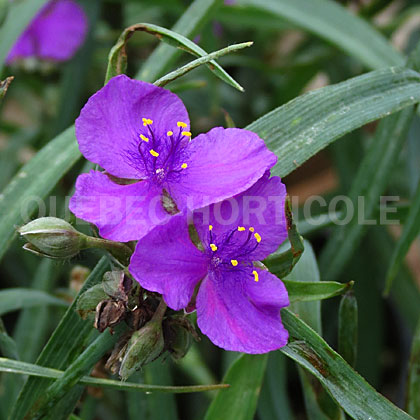 image de Tradescantia x Concord Grape