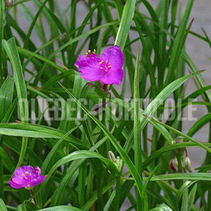 image de Tradescantia x Red Cloud