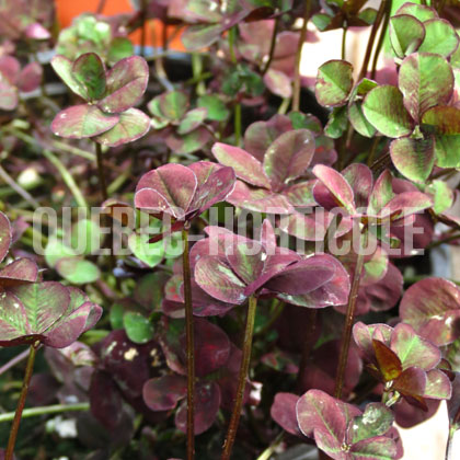 image de Trifolium 4 Luck® Coco Mint