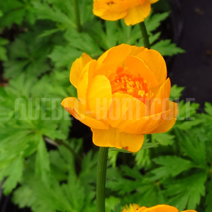 image de Trollius x cultorum Orange Crest