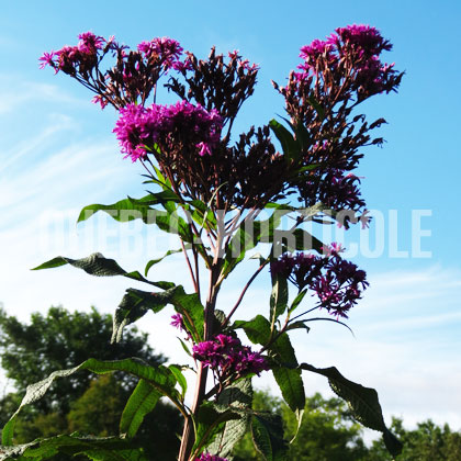 image de Vernonia gigantea 