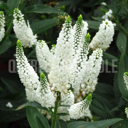 image de Veronica longifolia First Lady