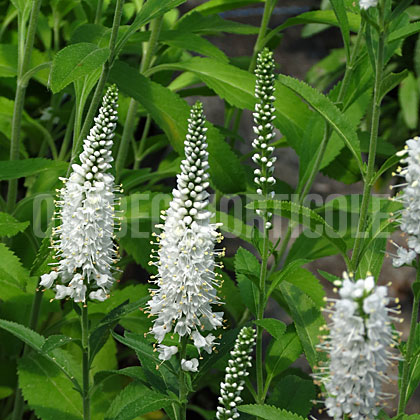 image de Veronica spicata Alba