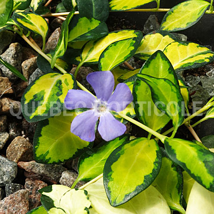 image de Vinca minor Illumination