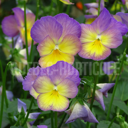 image de Viola x hybrida Celestial™ Starry Night