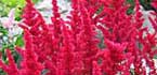 astilbe