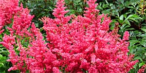 astilbes