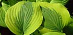 hosta