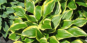 hostas