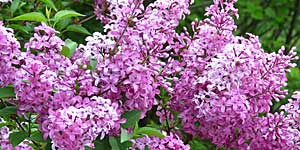 lilas