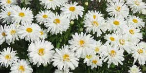 marguerites