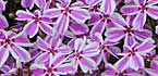 phlox