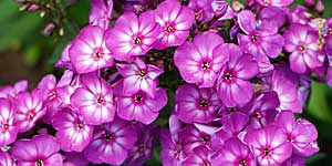 phlox